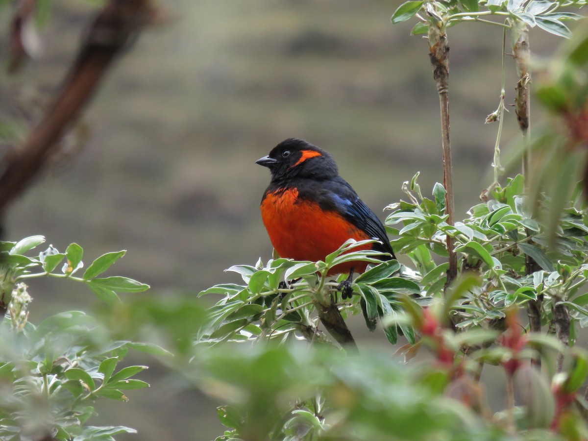 Scarlet-bellied Mountain Tanager - ML251166231
