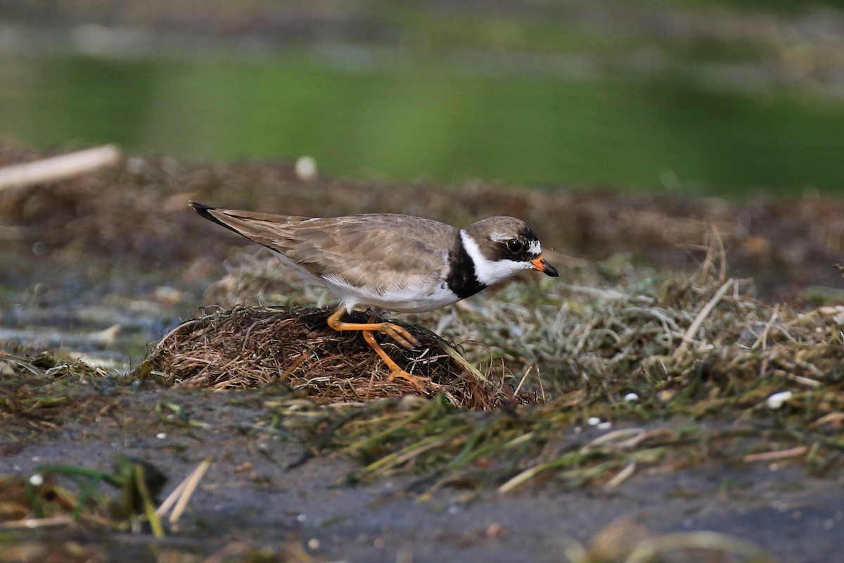 Semipalmated Plover - ML251173161