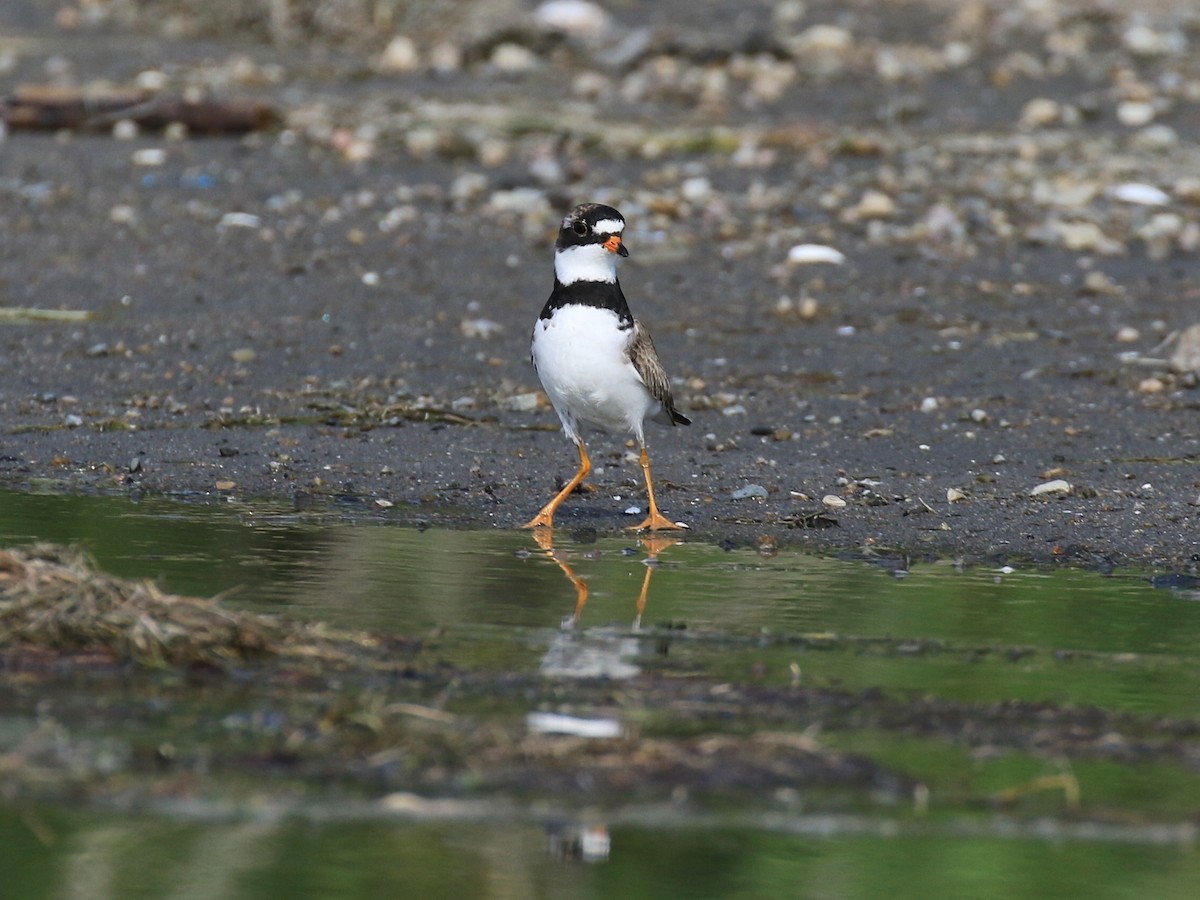 Semipalmated Plover - ML251173171