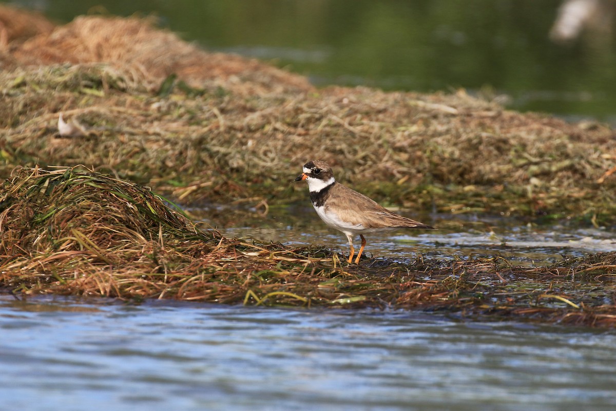 Semipalmated Plover - ML251173221
