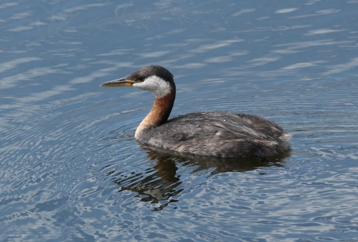 Red-necked Grebe - ML251174351
