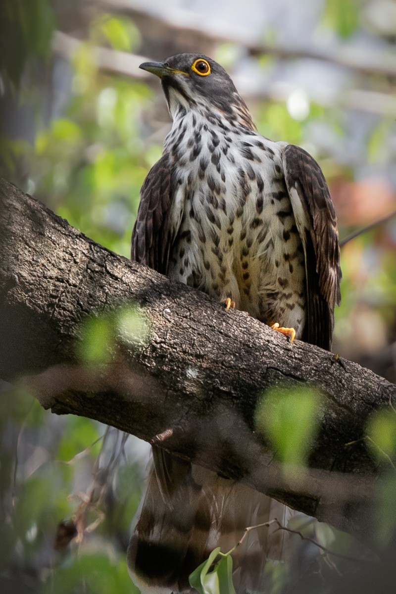 Large Hawk-Cuckoo - Julie Edgley