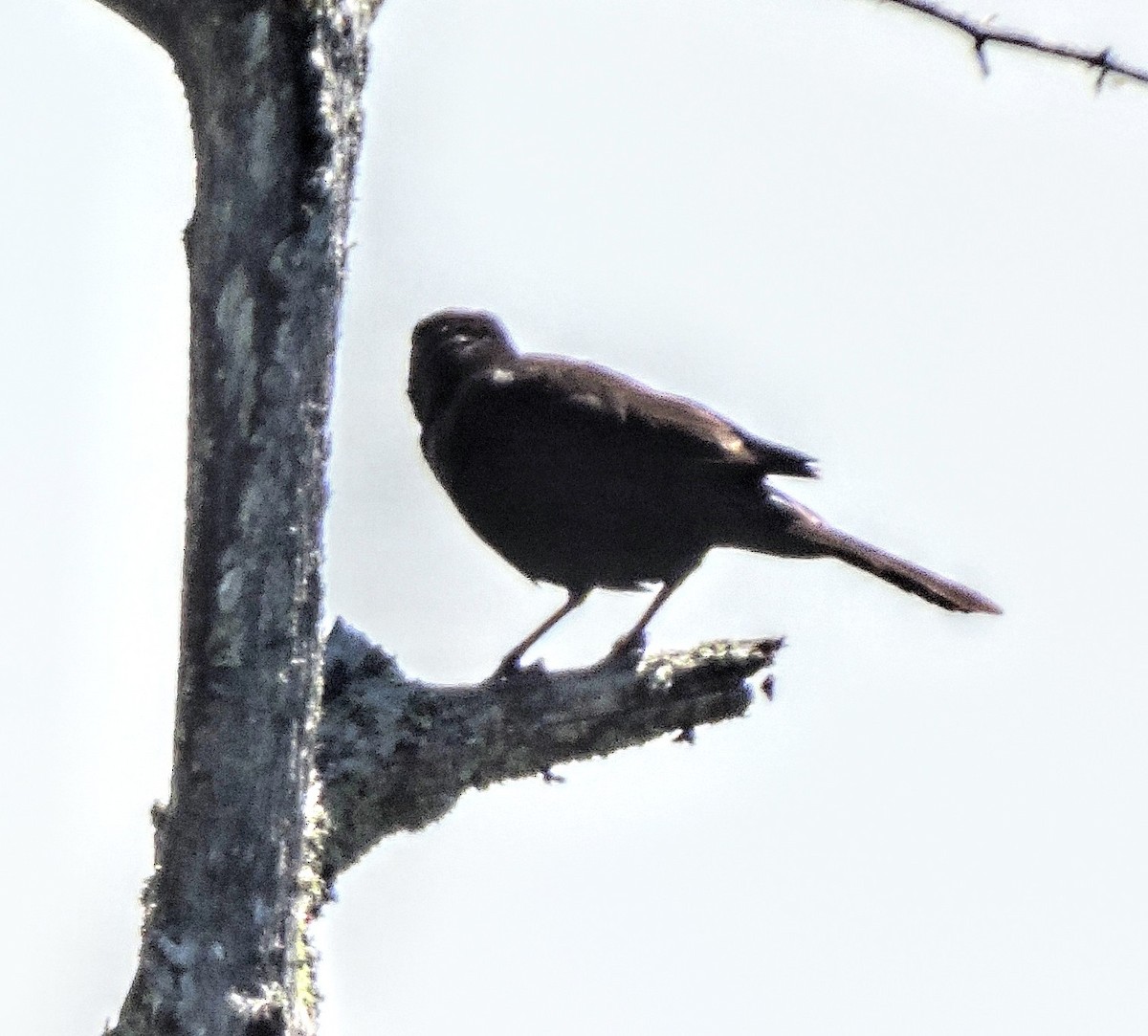 blackbird sp. - Melody Walsh