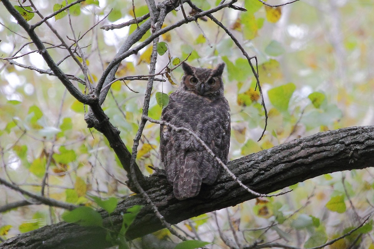Great Horned Owl - Jeff Bryant