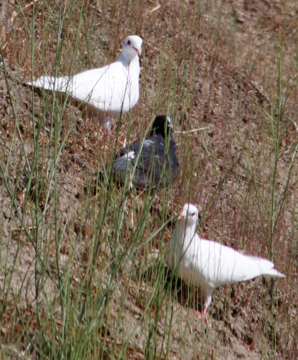 Rock Pigeon (Feral Pigeon) - ML251182171