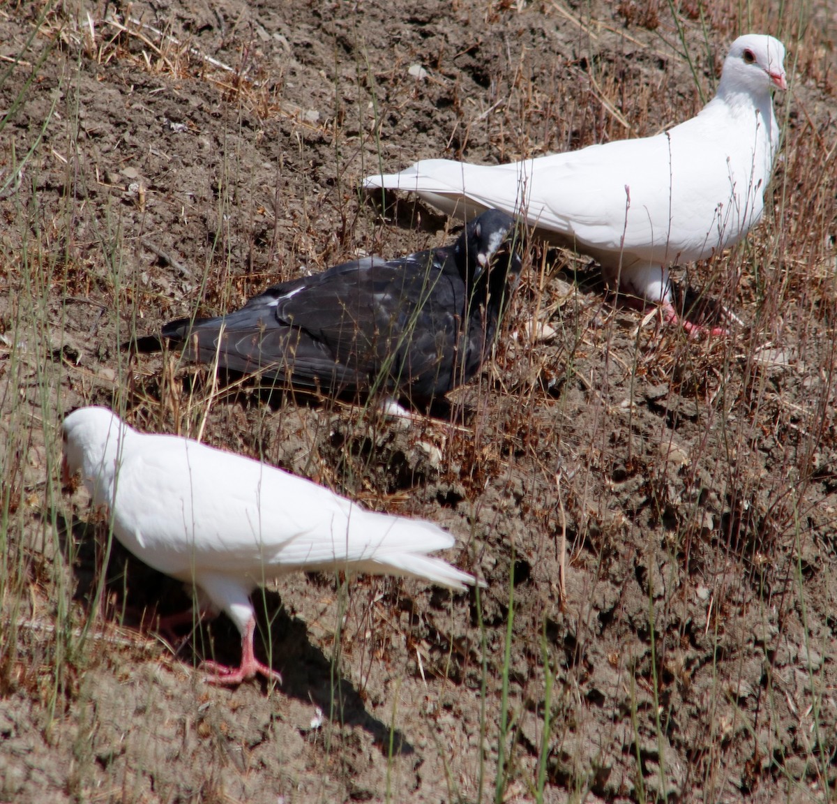 Rock Pigeon (Feral Pigeon) - ML251182181