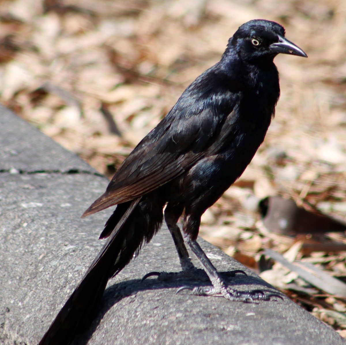 Great-tailed Grackle - ML251182251