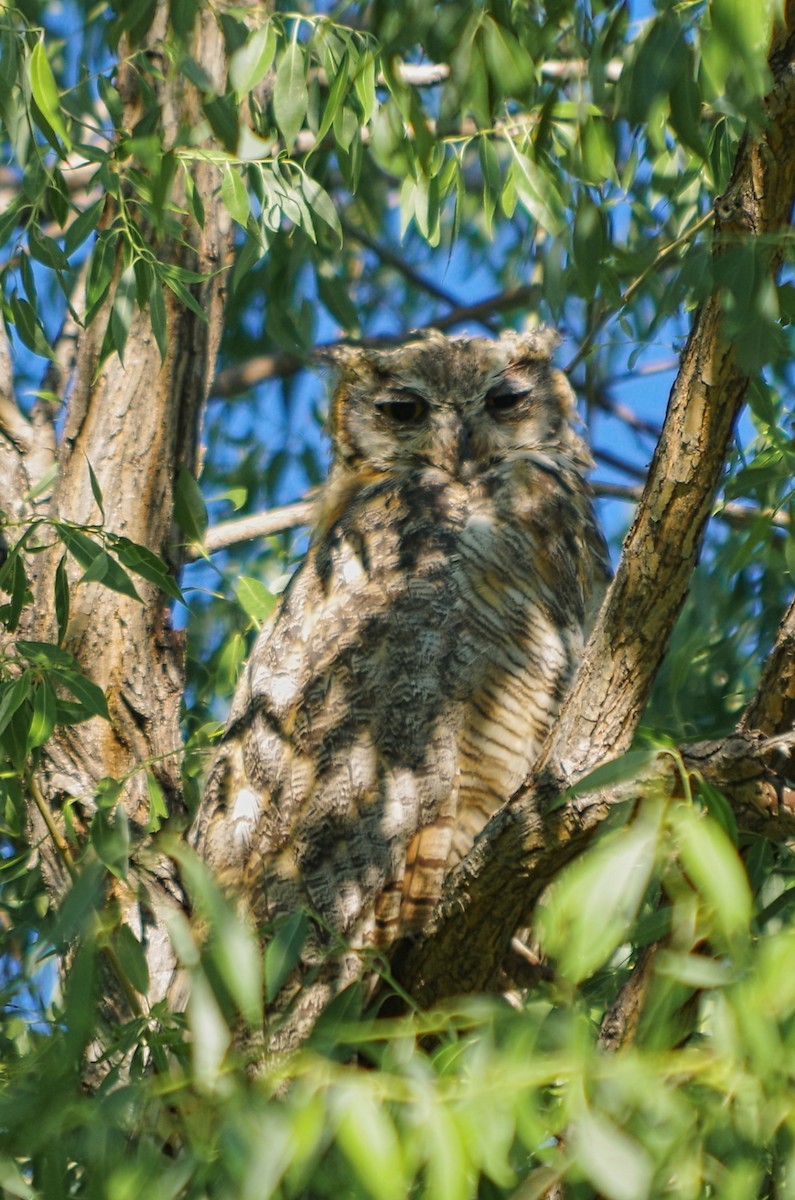 Great Horned Owl - ML251189141
