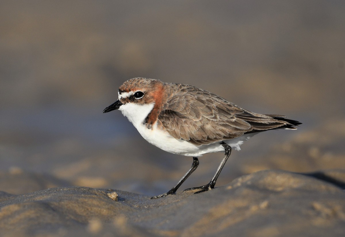 Red-capped Plover - ML251191161