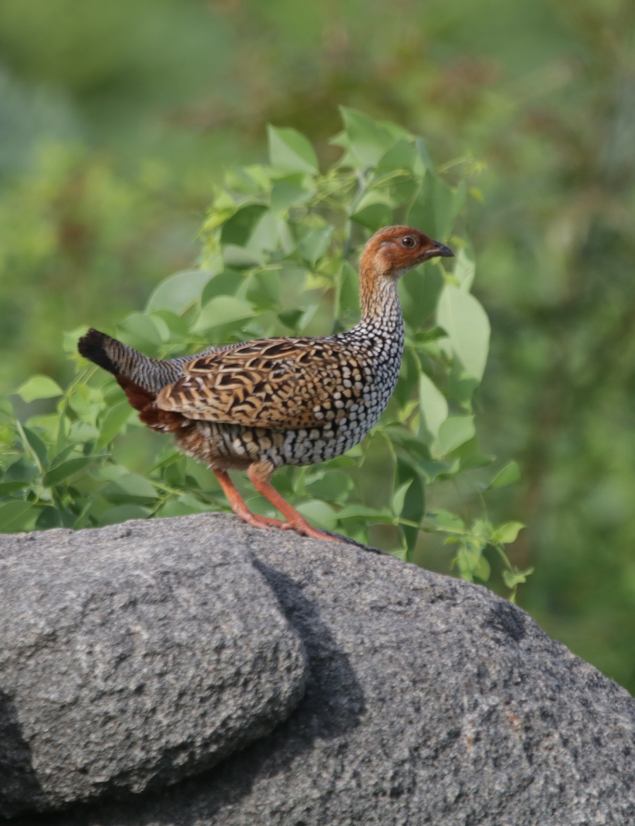 Painted Francolin - ML251192691