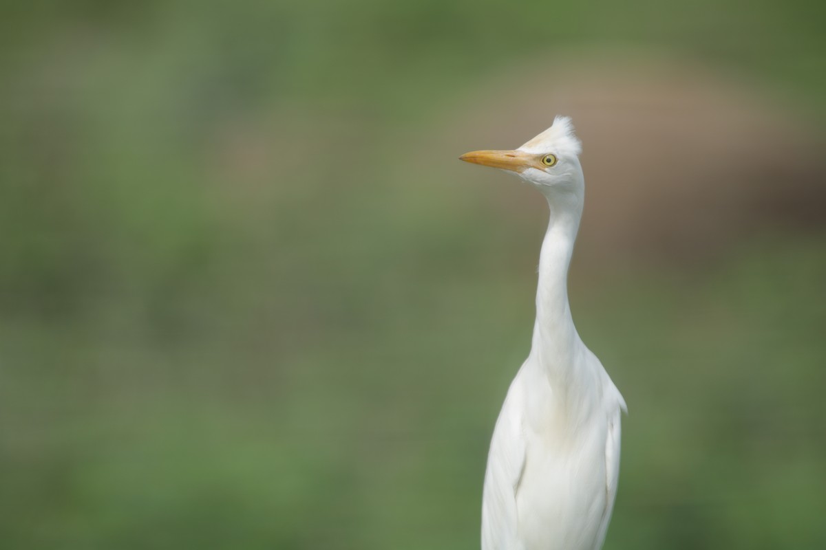 Eastern Cattle Egret - Vyom Vyas