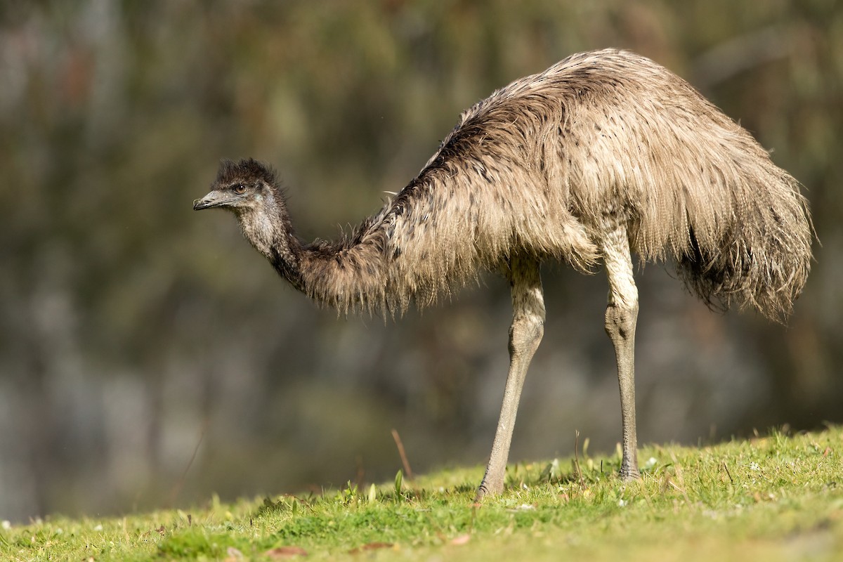 Emu - David Irving