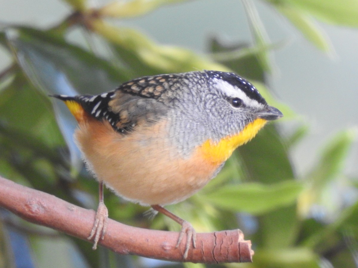 Spotted Pardalote - ML251194791