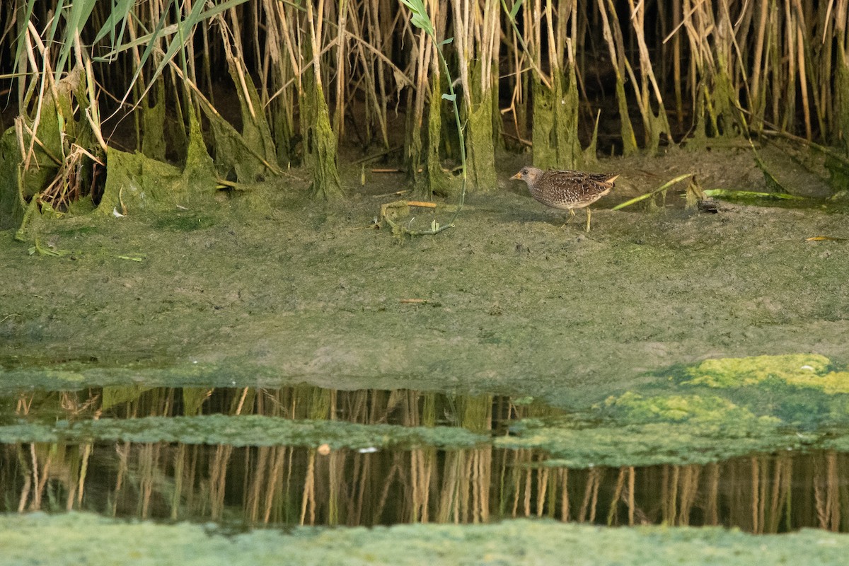 Spotted Crake - Frédéric Bacuez