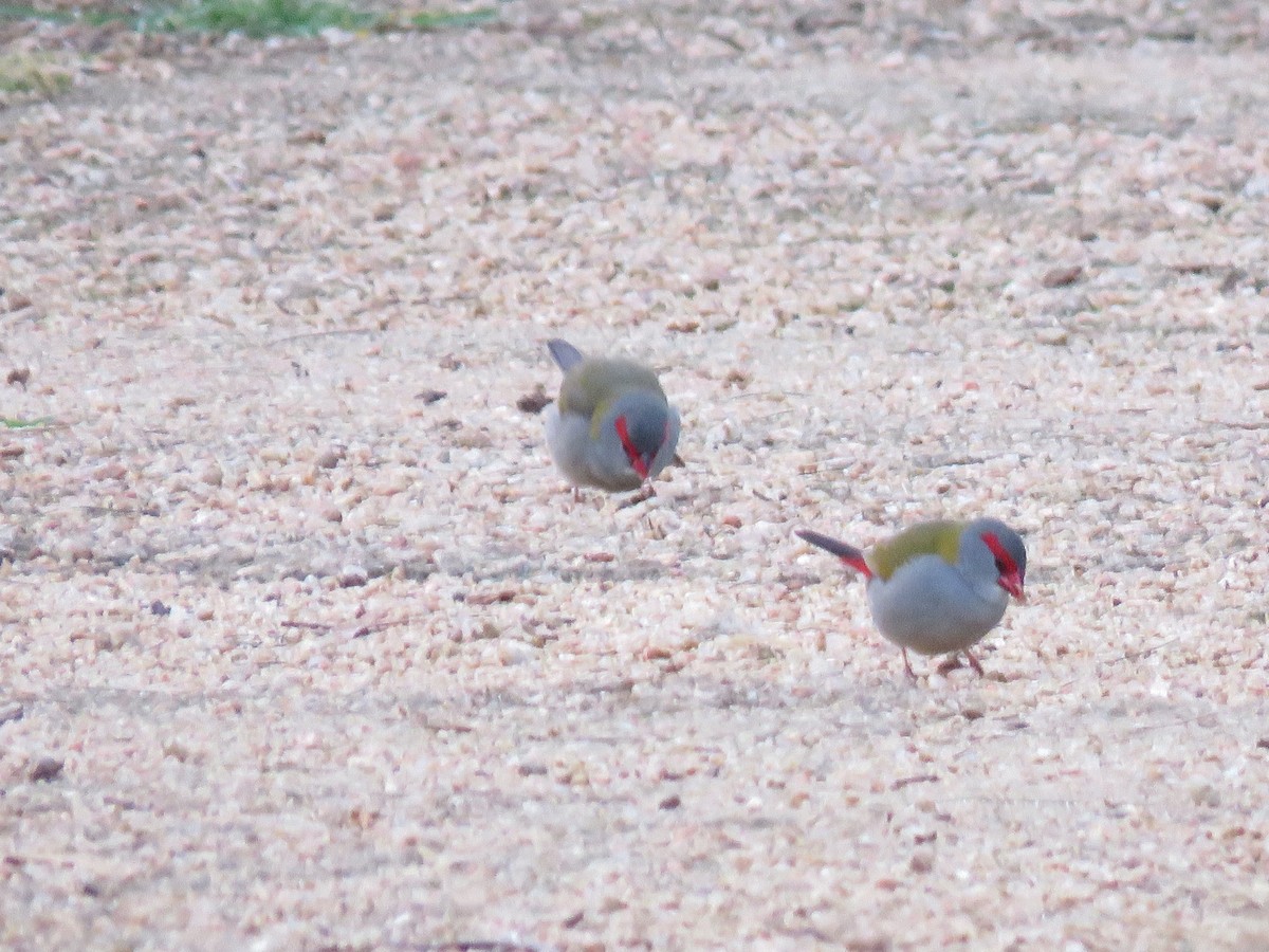 Red-browed Firetail - ML251201911