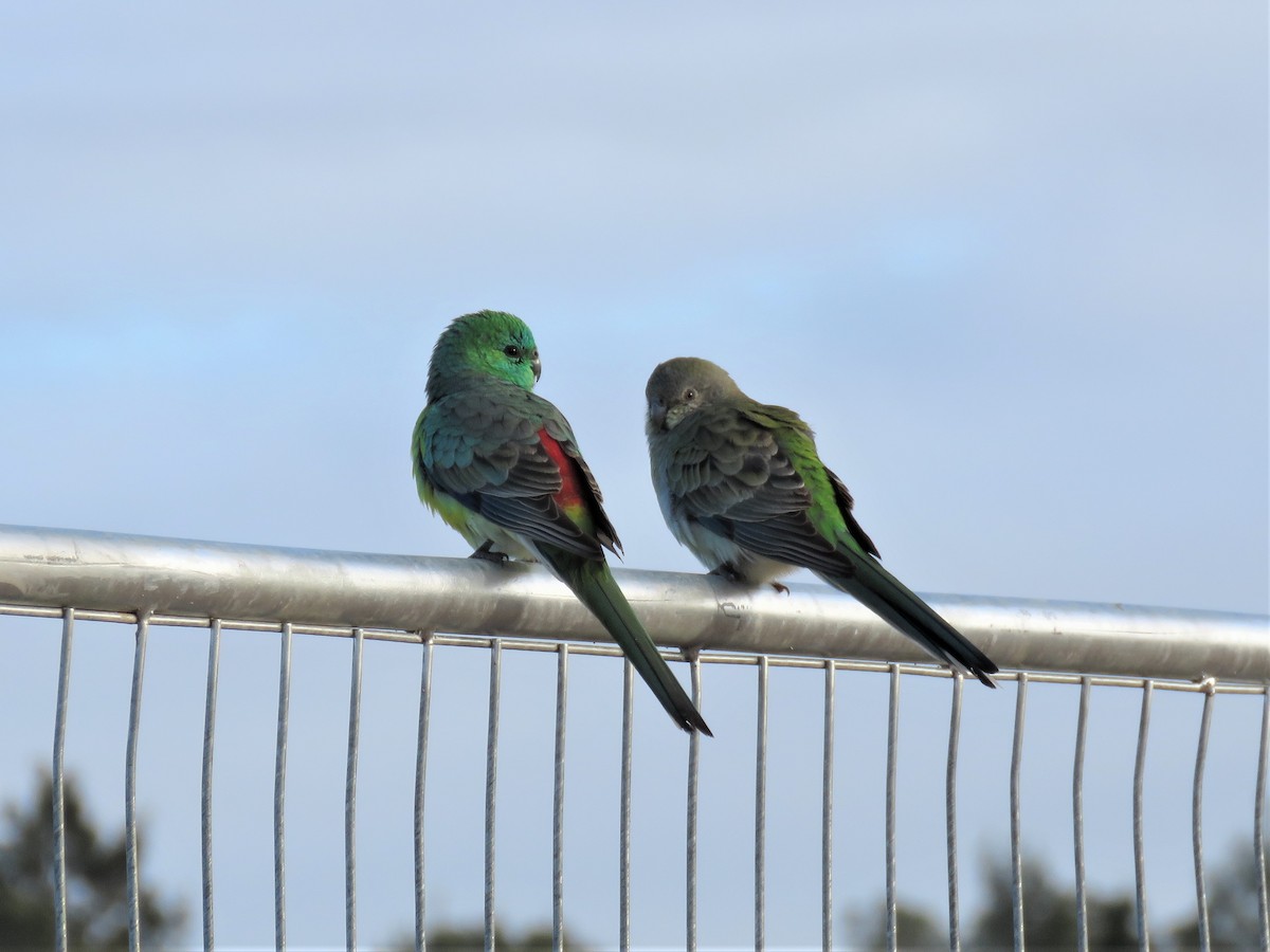 Red-rumped Parrot - ML251201971