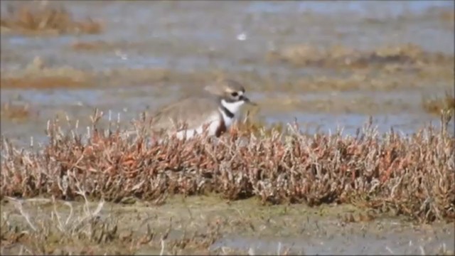 Double-banded Plover - ML251203131