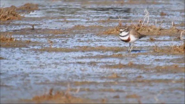 Double-banded Plover - ML251203151