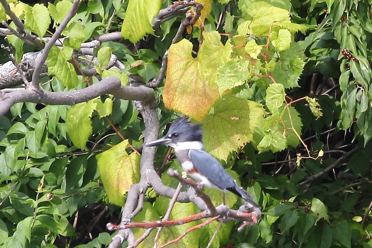 Belted Kingfisher - Jeff Bryant