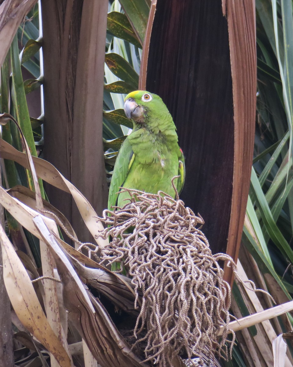 Yellow-crowned Parrot - ML251206131