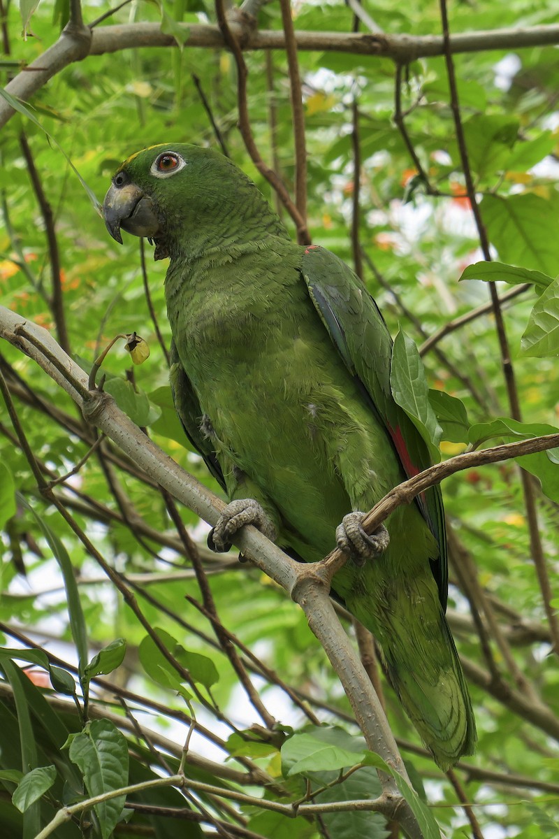 Yellow-crowned Parrot - ML251206401