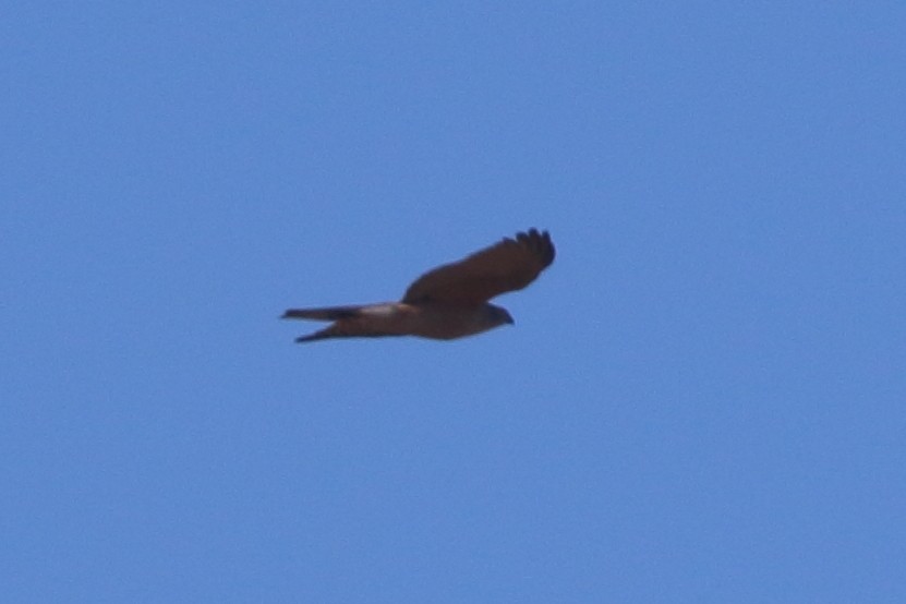 Collared Sparrowhawk - ML251206651