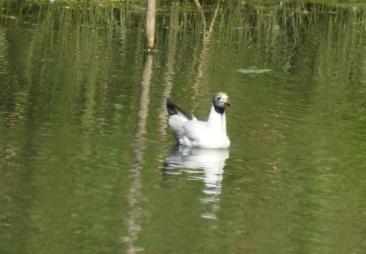 Black-headed Gull - Igor Kozytsky