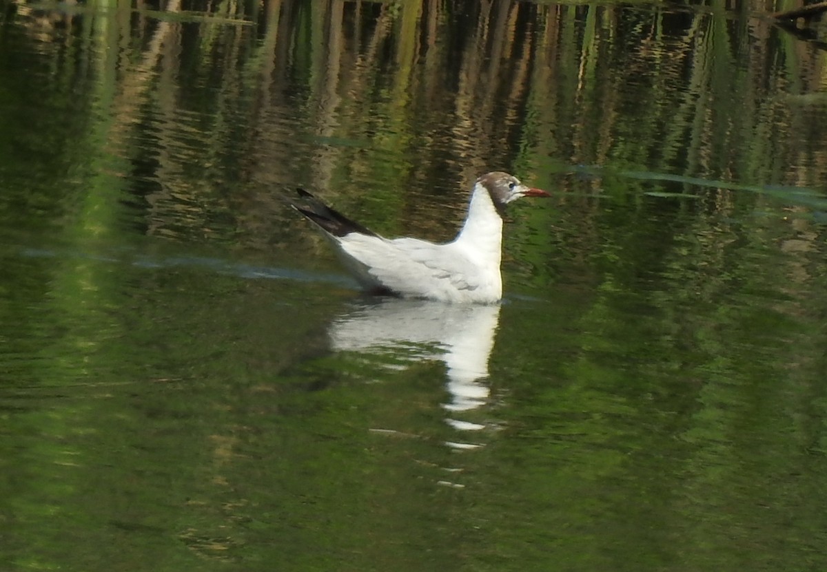 Black-headed Gull - ML251212841