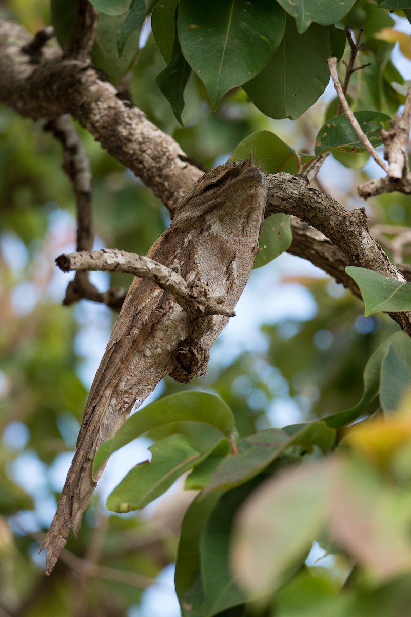 Papuan Frogmouth - ML251217021