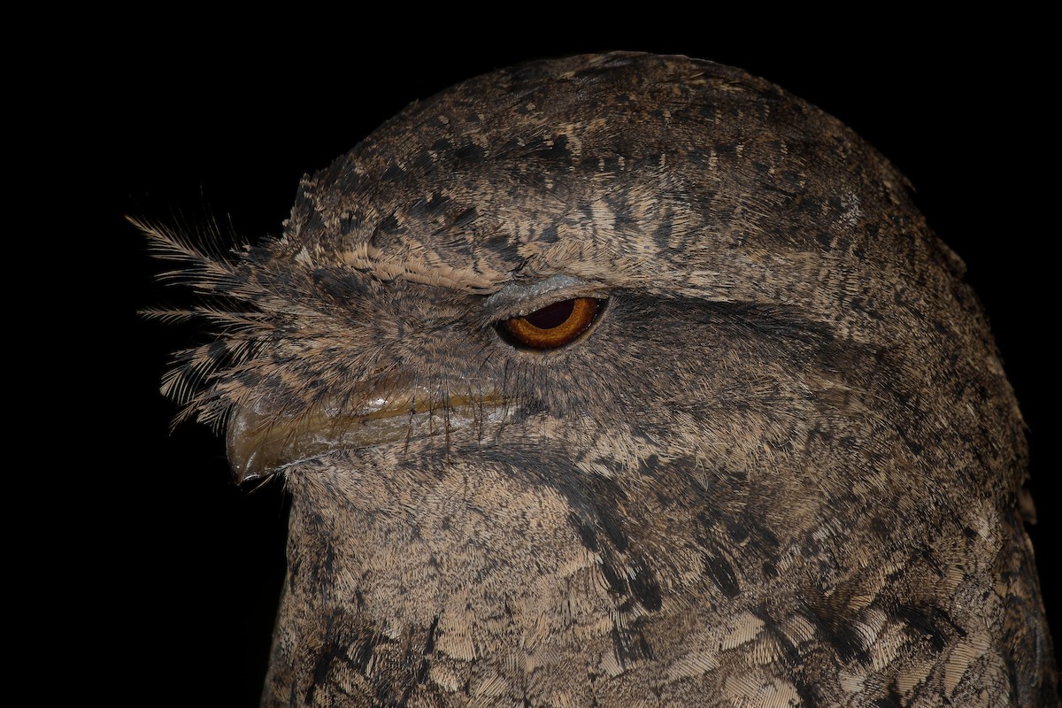 Marbled Frogmouth - ML251217751