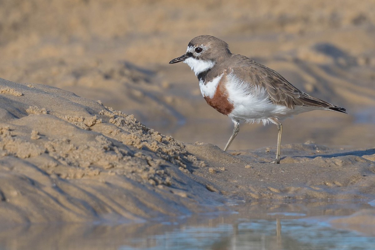 Double-banded Plover - ML251220351