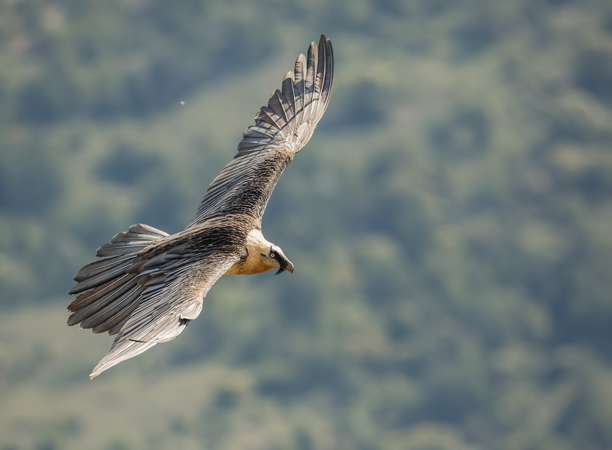 Bearded Vulture - Pascal De Munck