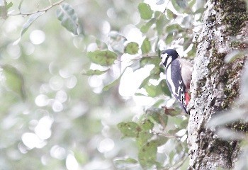 Great Spotted Woodpecker (Atlas) - ML251225951