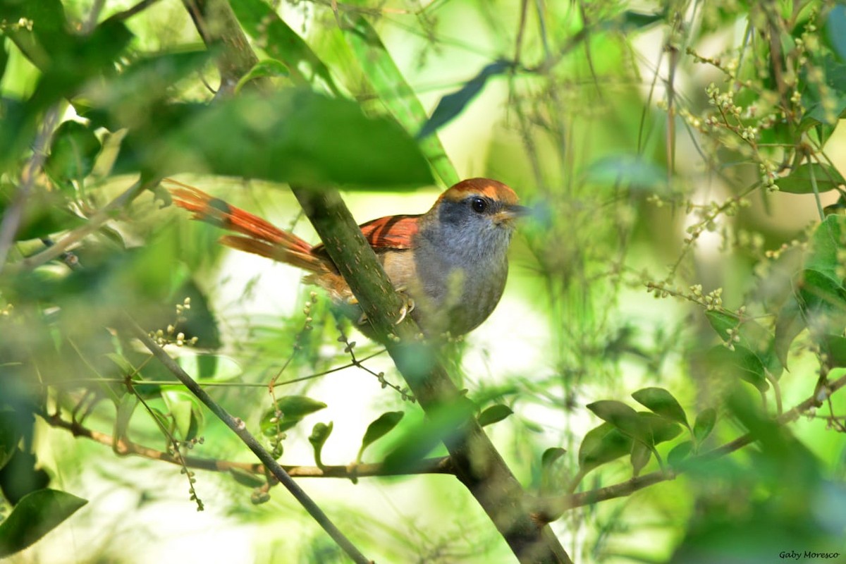 Rufous-capped Spinetail - ML251226131