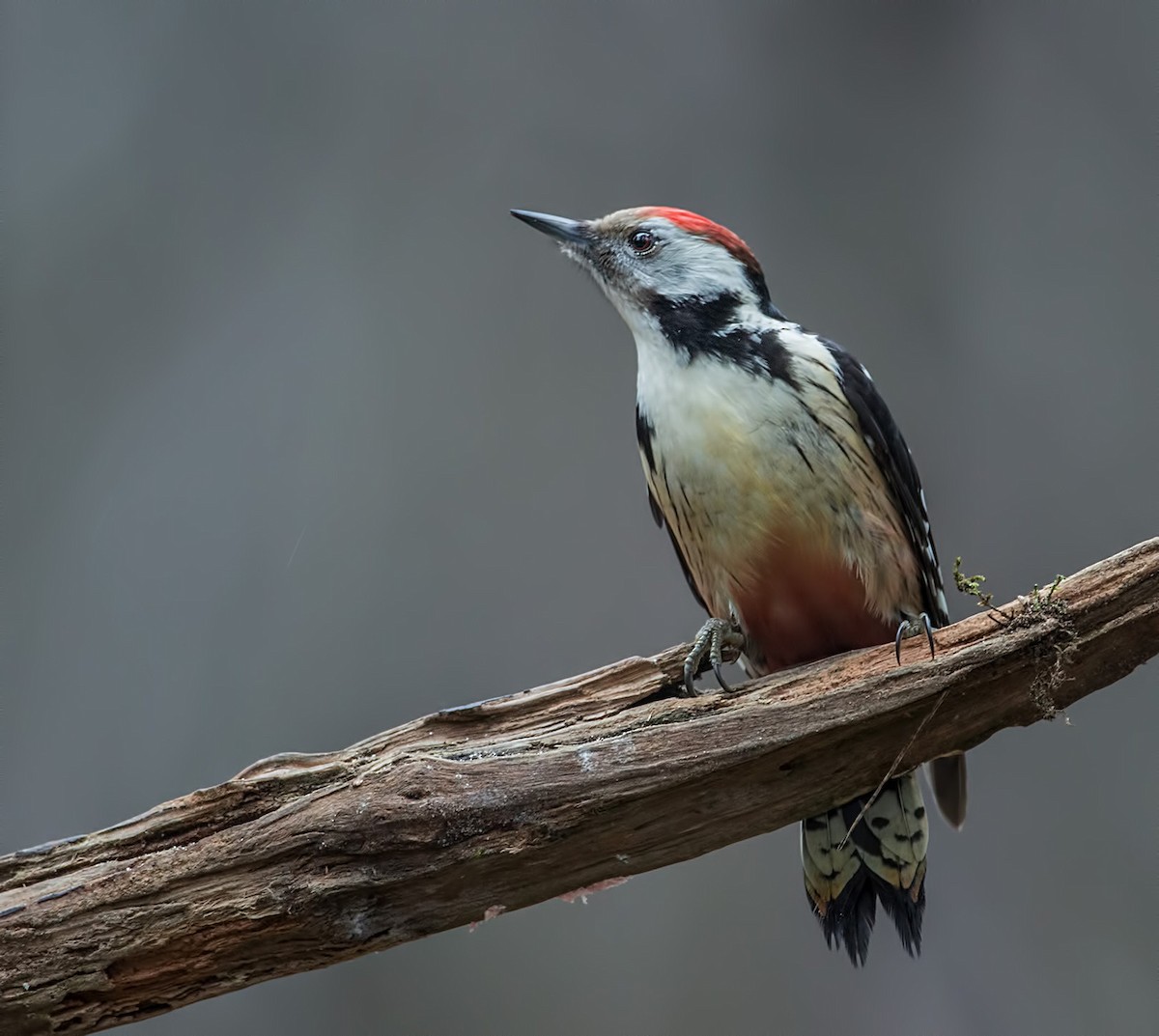 Middle Spotted Woodpecker - Pascal De Munck
