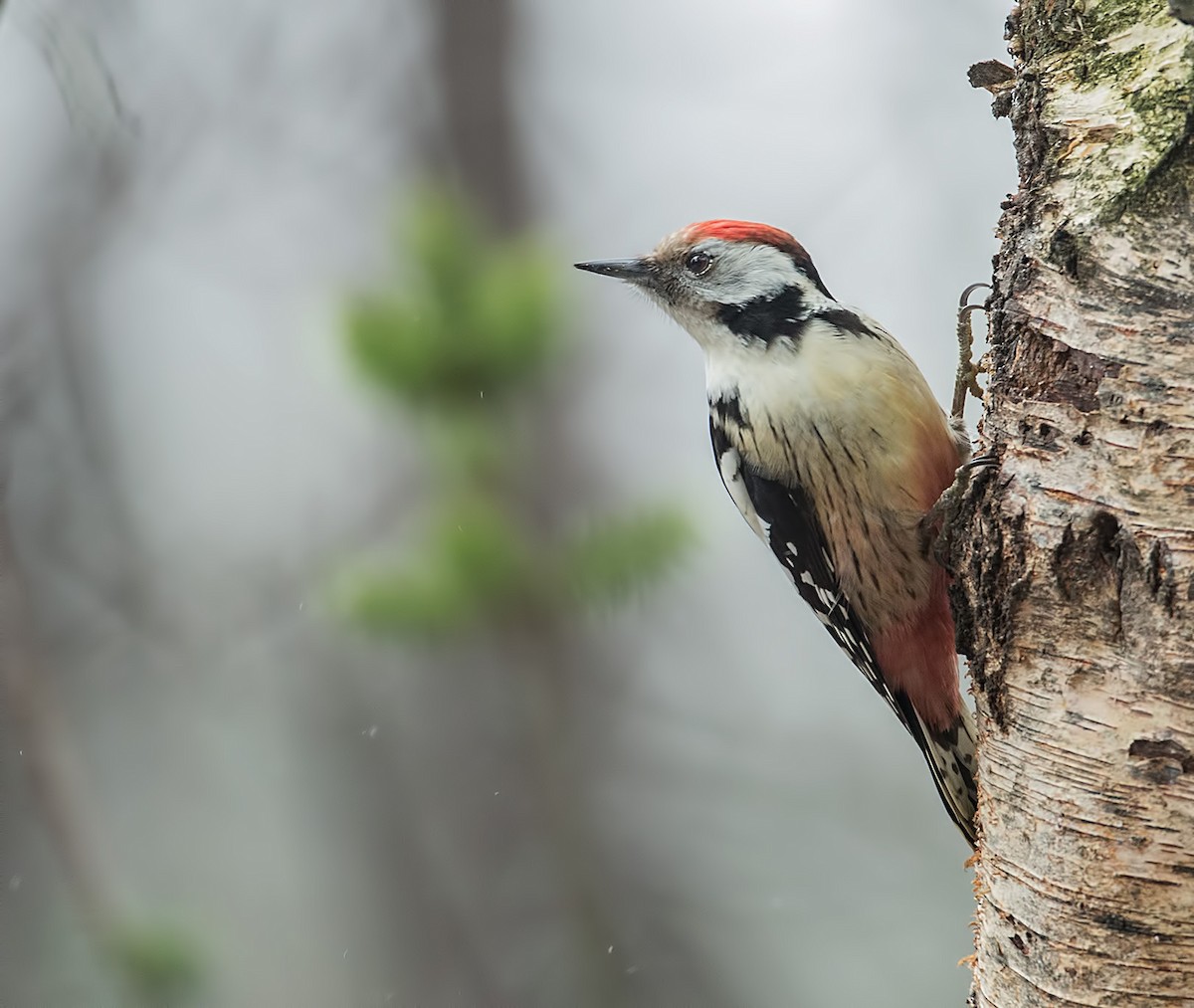 Middle Spotted Woodpecker - ML251230041