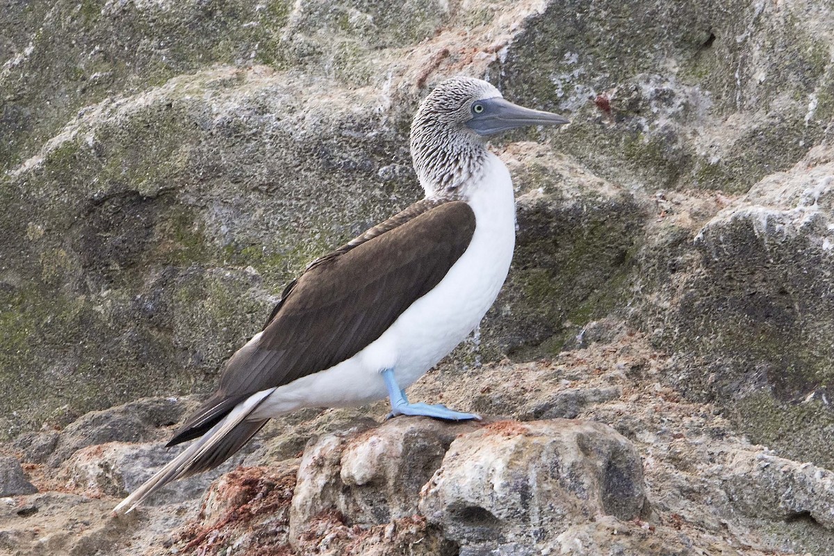 Blue-footed Booby - ML25123131