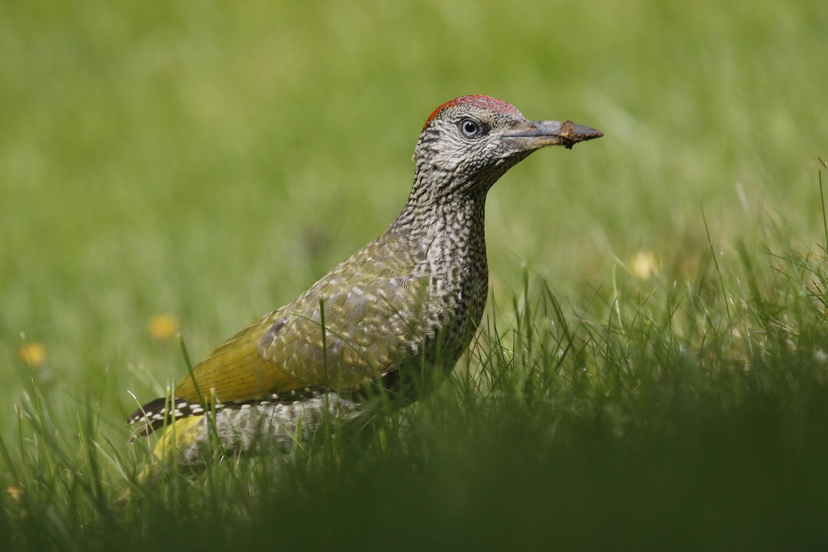 Eurasian Green Woodpecker - ML251236251