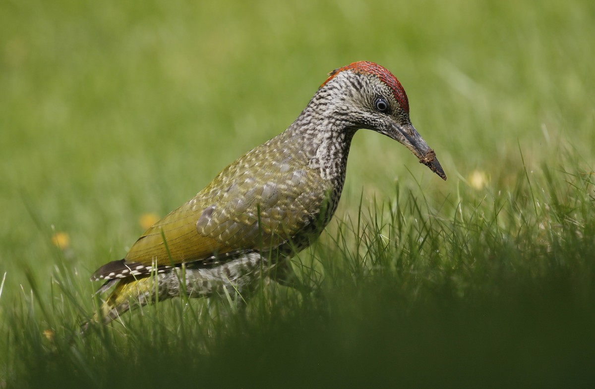 Eurasian Green Woodpecker - ML251236261
