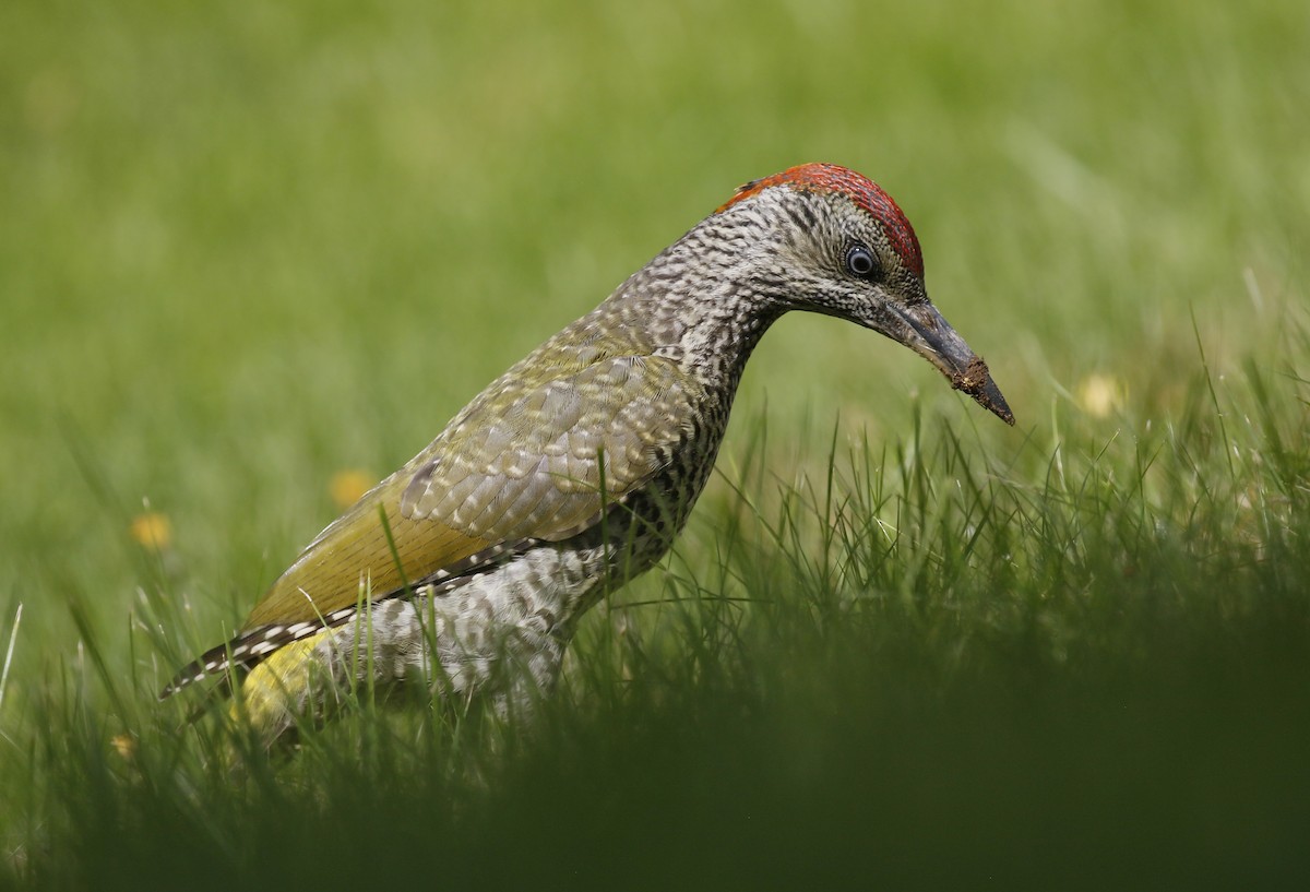 Eurasian Green Woodpecker - ML251236291