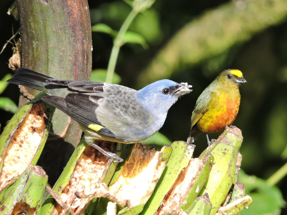 Yellow-winged Tanager - Lee Jones