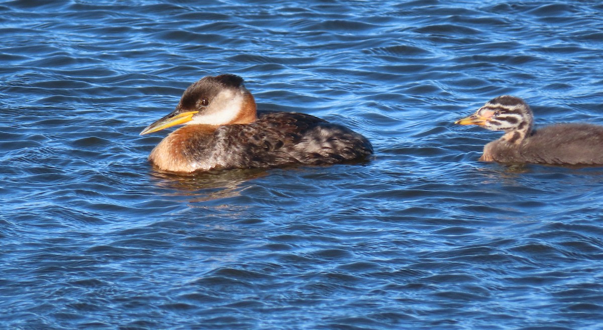 Red-necked Grebe - Laurie Koepke