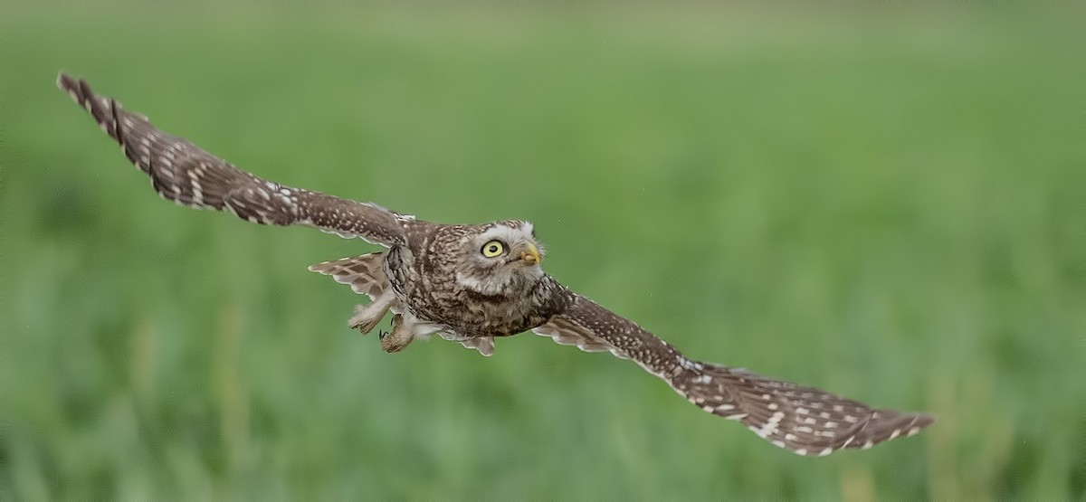 Little Owl - Pascal De Munck