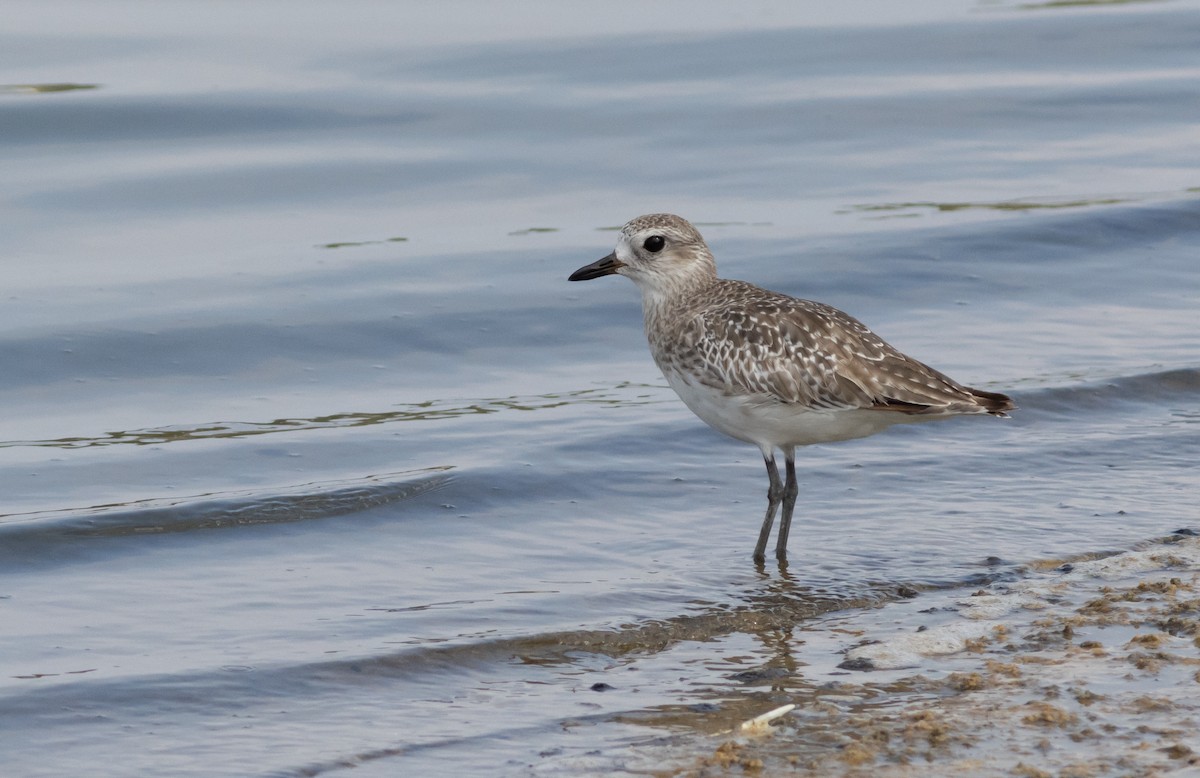 eBird Checklist - 24 Jul 2020 - Ma'agan Michael fishponds & beach ...