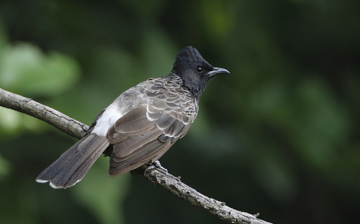 Red-vented Bulbul - ML251245351