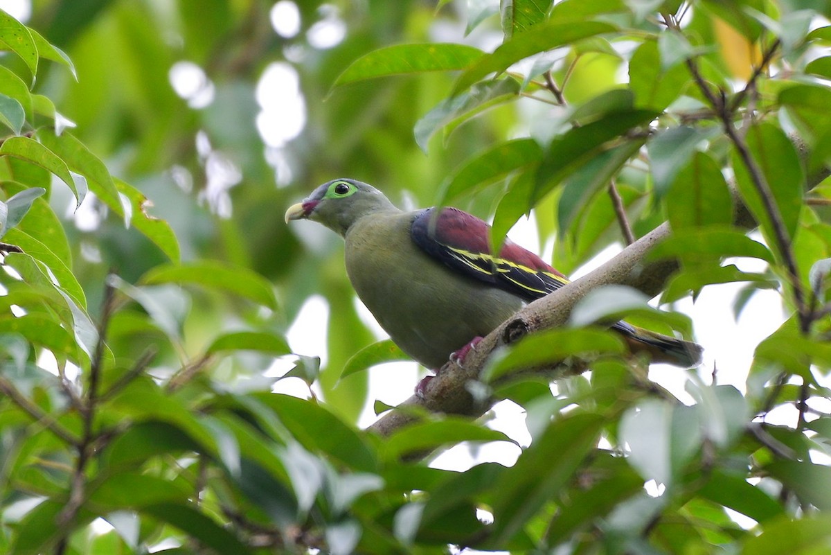 Thick-billed Green-Pigeon - ML251250141