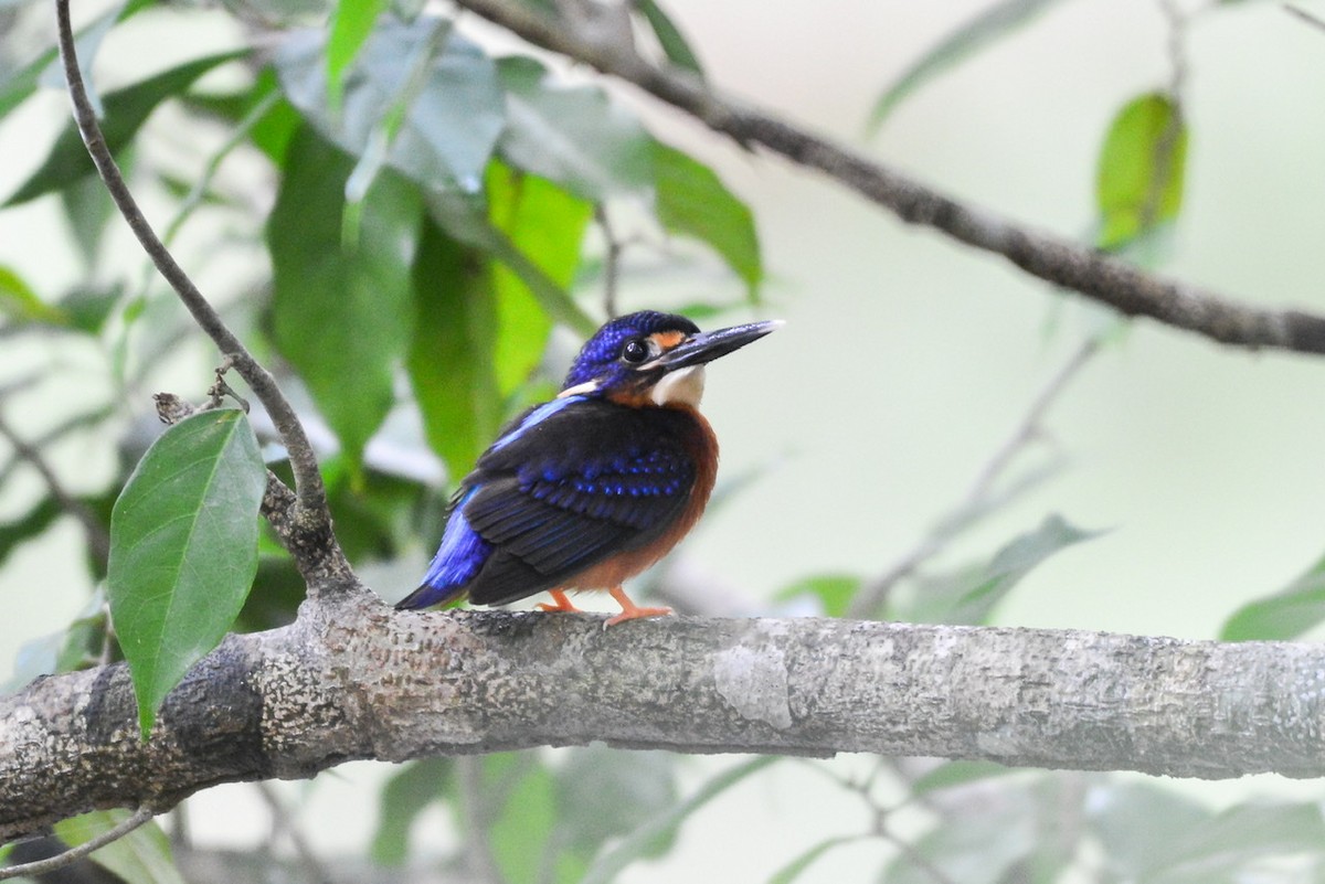 Blue-eared Kingfisher - Harn Sheng Khor