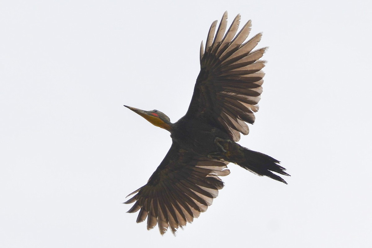 Great Slaty Woodpecker - Harn Sheng Khor