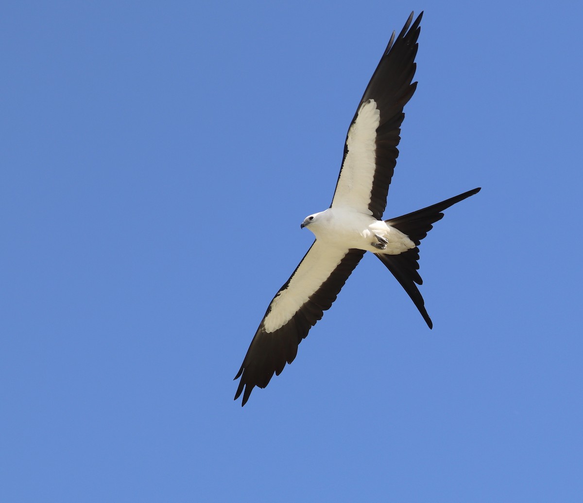 Swallow-tailed Kite - Adam Kent