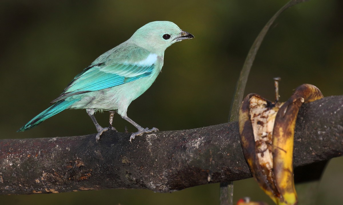Blue-gray Tanager - ML251264141